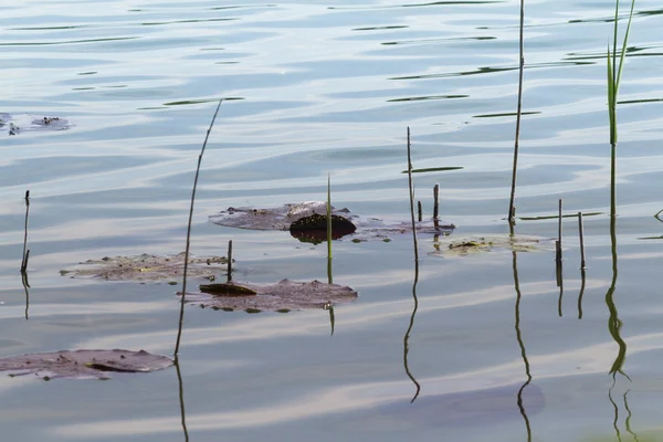 Feuille de nénuphar dans le lac — Photo