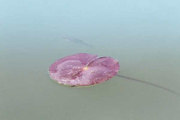 Seerosenblatt im See — Stockfoto