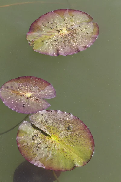 Liść zielony w jeziorze — Zdjęcie stockowe