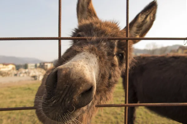 Donkey in the farm — Stock Photo, Image