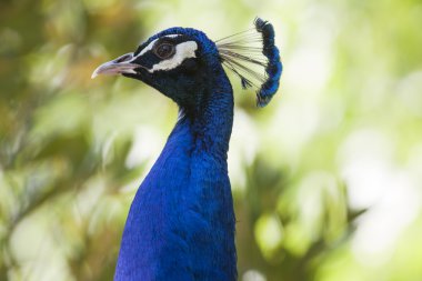 Gruptaki tavus kuşu