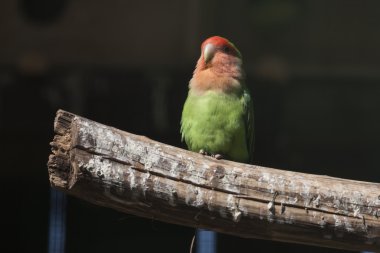 Agapornis muhabbet kuşları