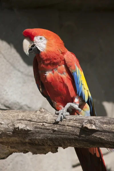 Ara macaw parrot on its perch — Stock Photo, Image