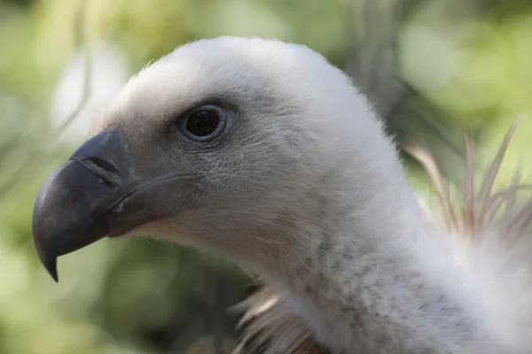 Snow vulture gyps himalayensis — Stock Photo, Image