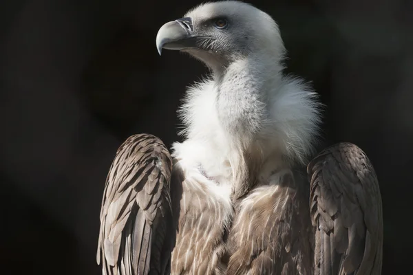 Snow vulture gyps himalayensis — Stock Photo, Image