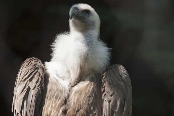 Snow vulture gyps himalayensis — Stock Photo, Image