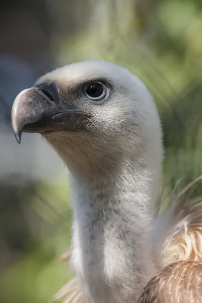 Snow vulture gyps himalayensis — Stock Photo, Image