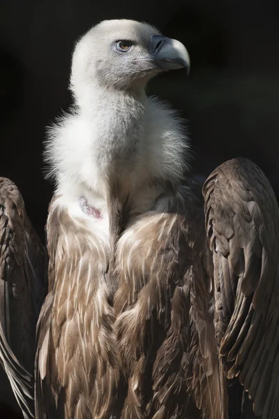 Snow vulture gyps himalayensis — Stock Photo, Image