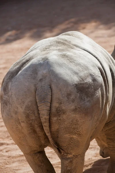 動物園のRhino — ストック写真