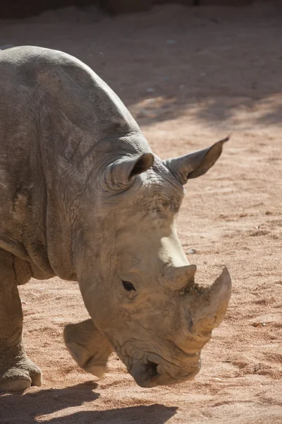 Rhino az állatkertben. — Stock Fotó