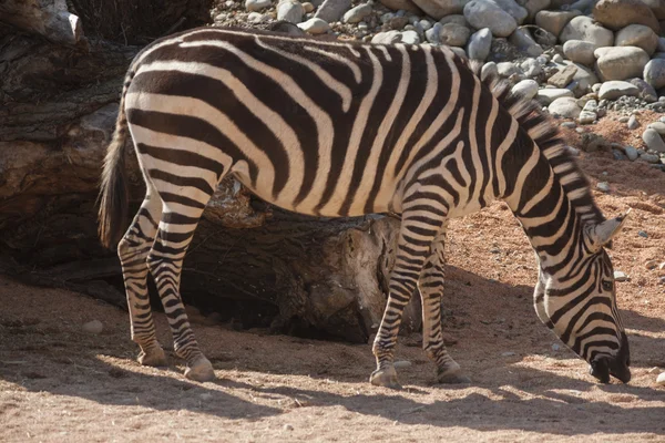 Zebra v lese — Stock fotografie