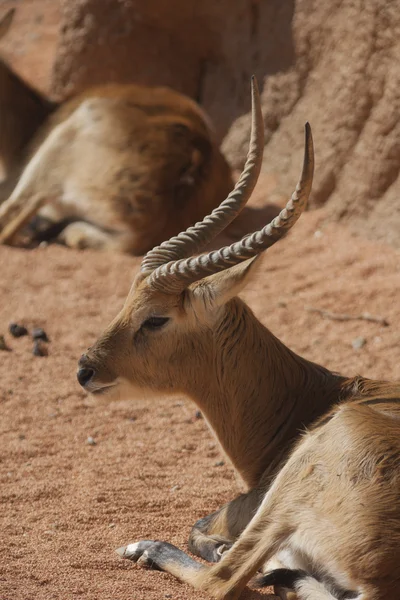 Antilope im Wald — Stockfoto