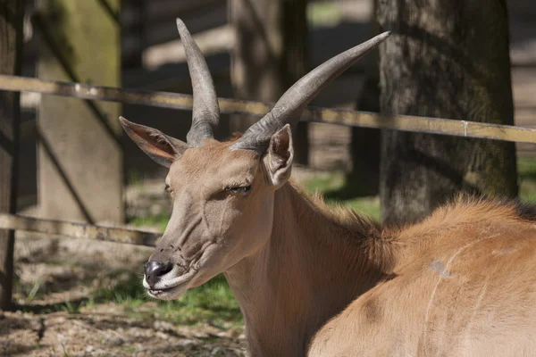 Antilope im Wald — Stockfoto