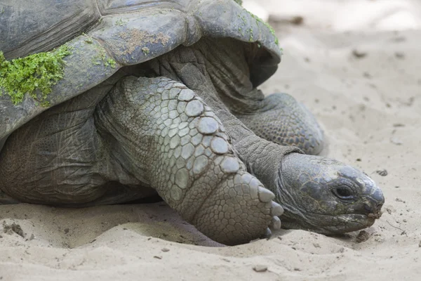 Schildpad — Stockfoto