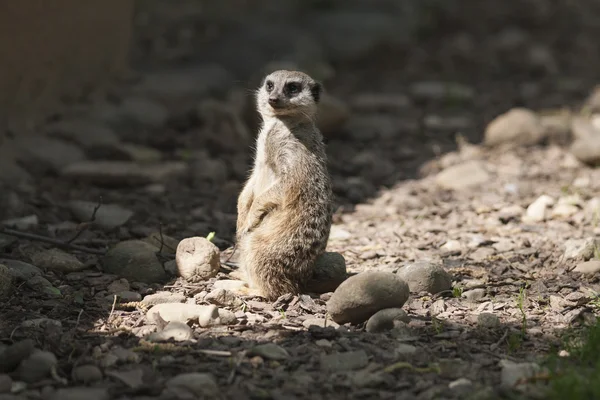 Meerkat in the forest — Stock Photo, Image