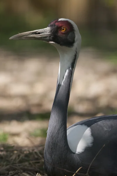 Crane neck white grus japonensis — Stock Photo, Image