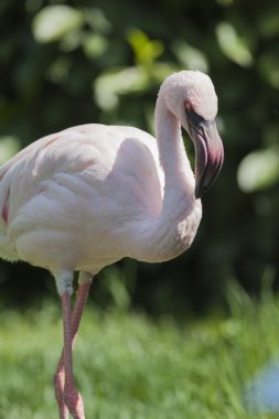 Küçük flamingo Phoeniconaias küçük