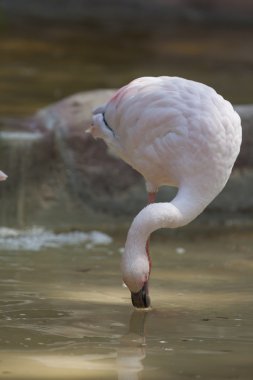 Küçük flamingo Phoeniconaias küçük