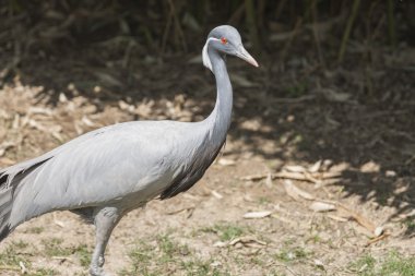Gruptaki Şili Flamingo