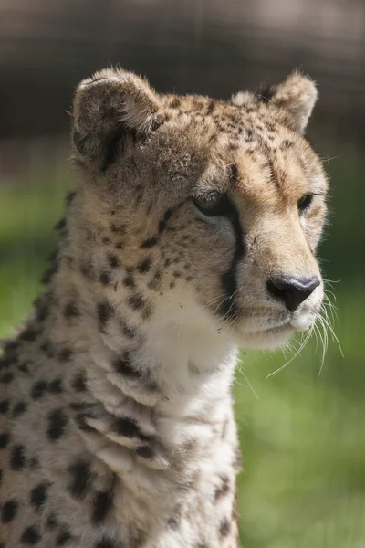 Cheetah in the jungle — Stock Photo, Image