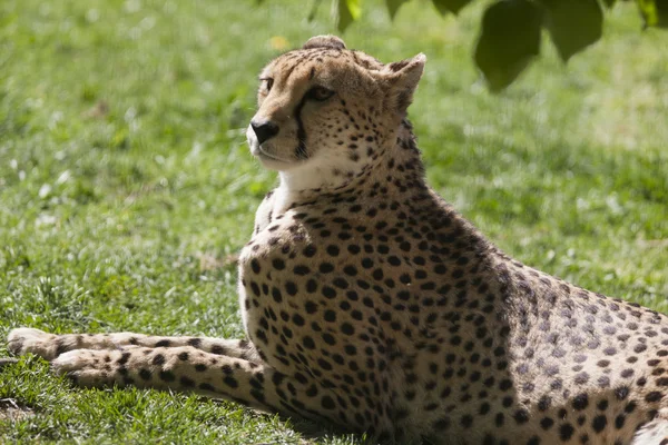 Gepard v džungli — Stock fotografie