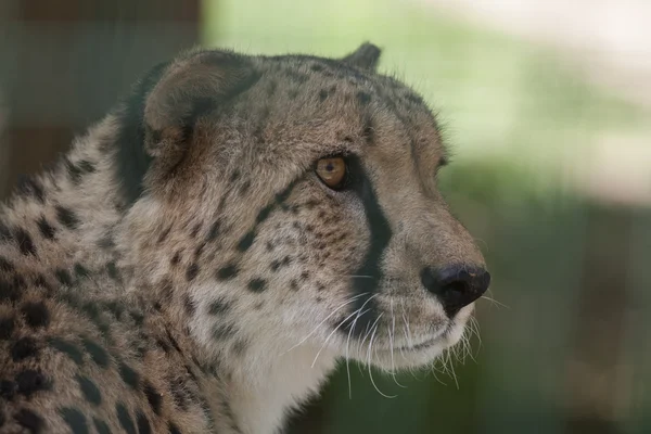 Cheetah in the jungle — Stock Photo, Image