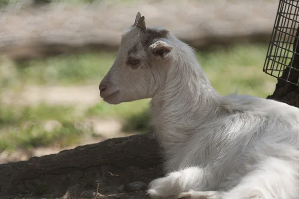 Goat in the farm — Stock Photo, Image