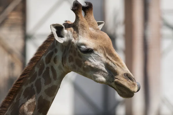 Giraffe in the jungla — Stock Photo, Image