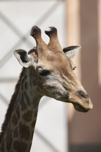 Jirafa en la jungla — Foto de Stock