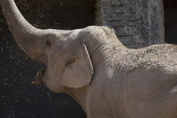 Elefante en la jungla — Foto de Stock