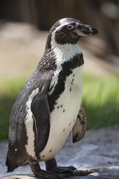 Pinguim humboldt — Fotografia de Stock