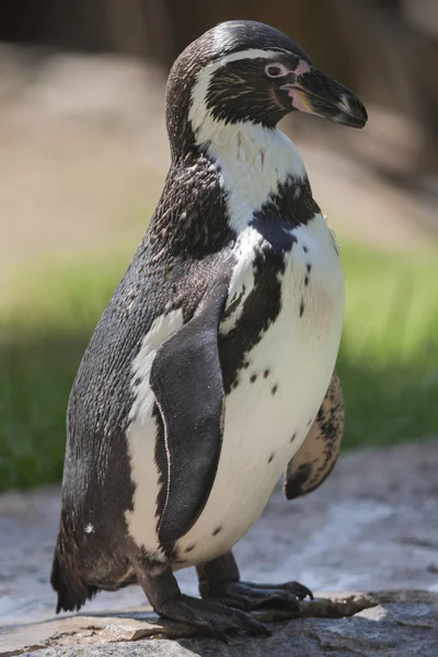 Humboldt de pingüino — Foto de Stock