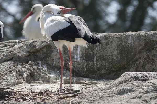 Cigüeñas en la granja — Foto de Stock