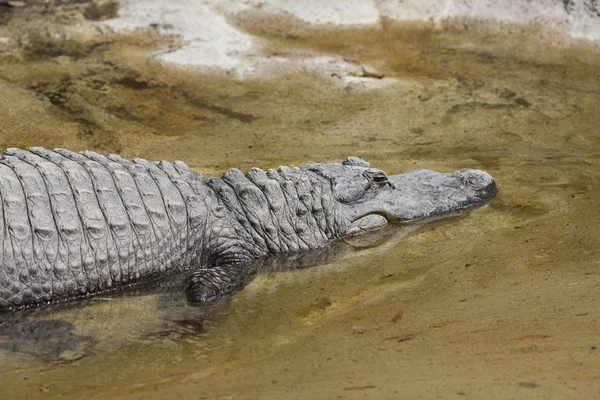 短吻鳄鳄目的密西西比河 — 图库照片