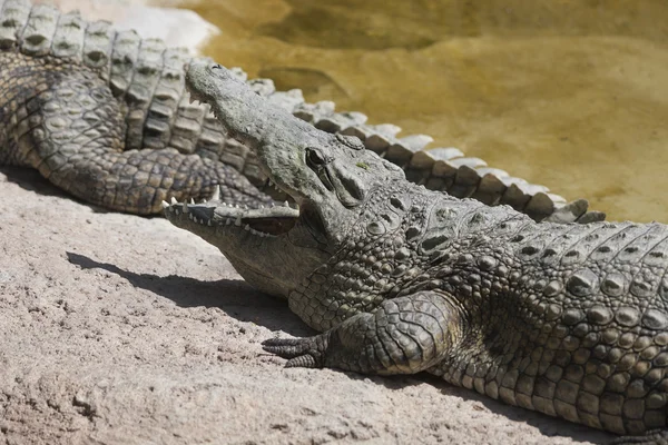 Crocodylie alligator Mississippi — Photo