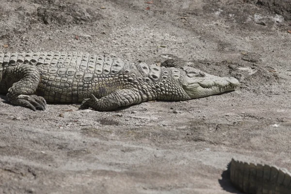 Crocodylie alligator Mississippi — Photo