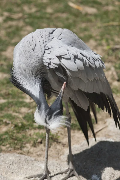 Chilenischer Flamingo auf dem Bauernhof — Stockfoto