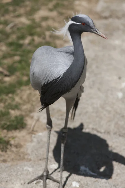 Flamingo chileno na fazenda — Fotografia de Stock