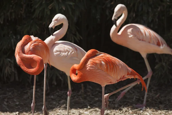 Phoenicopterus ruber ruber red flamingo — Stock Photo, Image