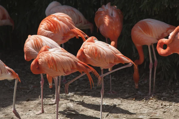 Phoenicopterus ruber ruber red flamingo — Stock Photo, Image