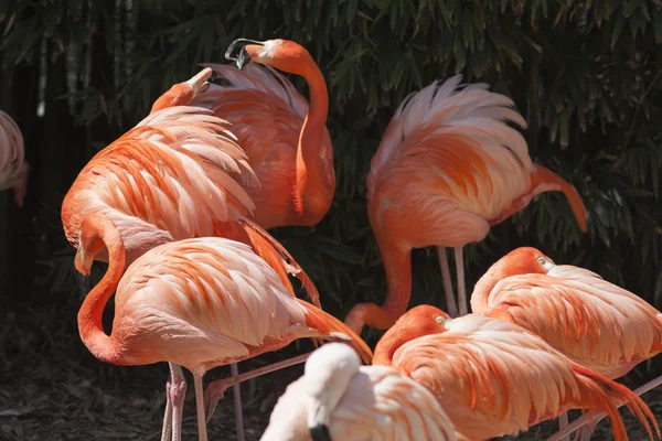 Phoenicopterus ruber ruber red flamingo — Stock Photo, Image