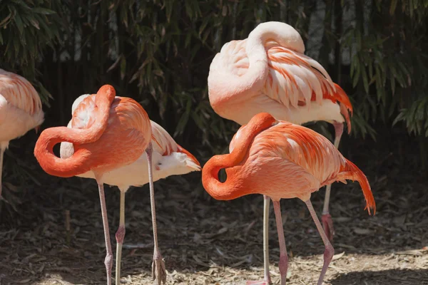 Phoenicopterus ruber ruber red flamingo — Stock Photo, Image