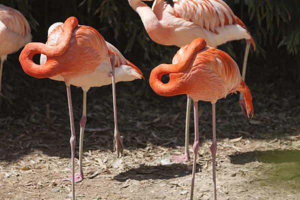 Phoenicopterus ruber ruber fenicottero rosso — Foto Stock