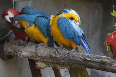 Ara ararauna papağan üzerinde onun levrek