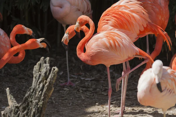 Phoenicopterus ruber ruber red flamingo — Stock Photo, Image