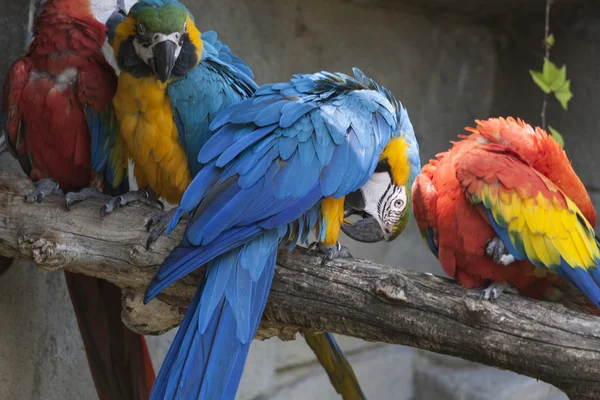 Ara ararauna parrot on its perch — Stock Photo, Image