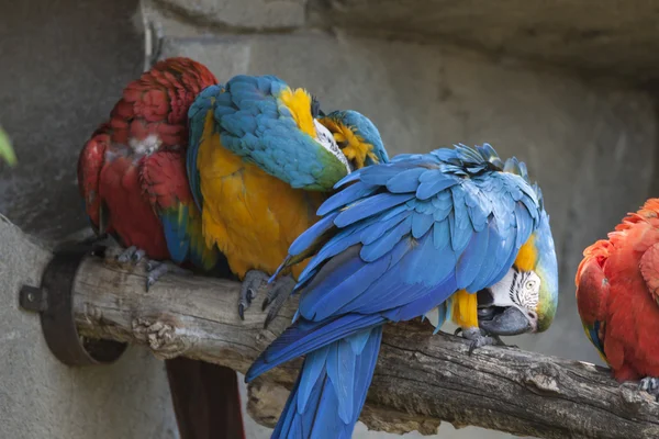 Ara ararauna papegoja på dess abborre — Stockfoto