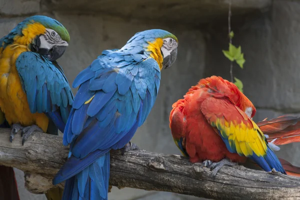 Ara ararauna papagaio em seu poleiro — Fotografia de Stock