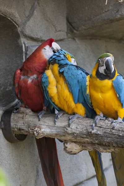 Ara ararauna parrot on its perch — Stock Photo, Image