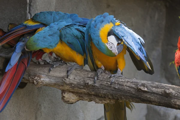 Ara ararauna papagaio em seu poleiro — Fotografia de Stock